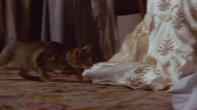 The Bride - Abyssinian kitten walking across floor