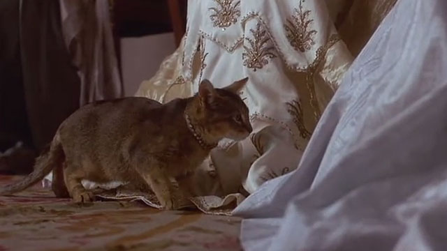 The Bride - Abyssinian kitten sitting by skirts