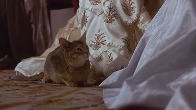 The Bride - Abyssinian kitten sitting by skirts