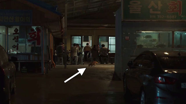 Broker - ginger and white tabby cat eating on ground outside restaurant