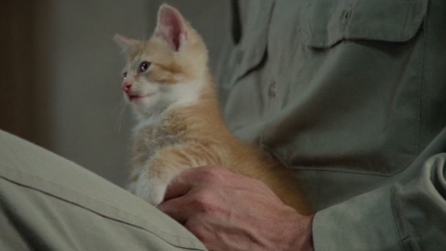 Brubaker - kitten waking up in Eddie's lap