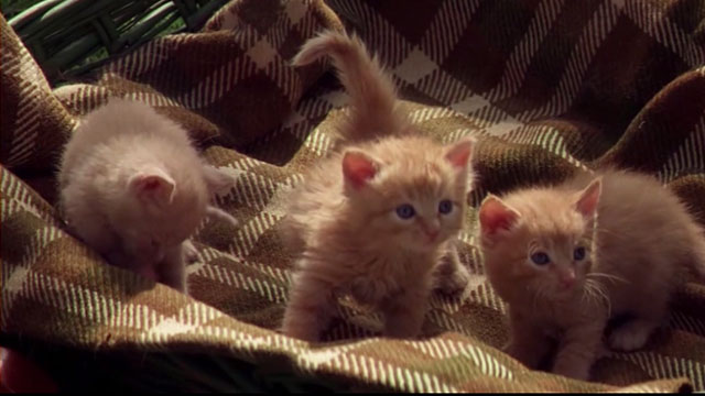 Buddy - three orange tabby kittens