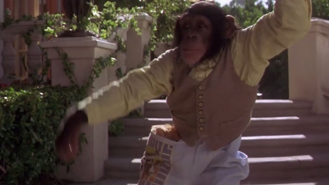 Buddy - chimpanzee Joe roller skating down stairs with fake orange tabby kitten in pocket