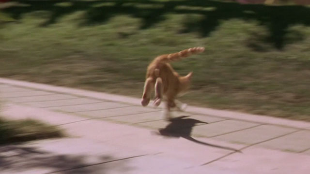 Buddy - orange tabby kitten running away