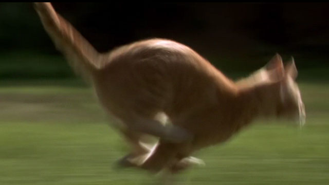 Buddy - orange tabby kitten still running