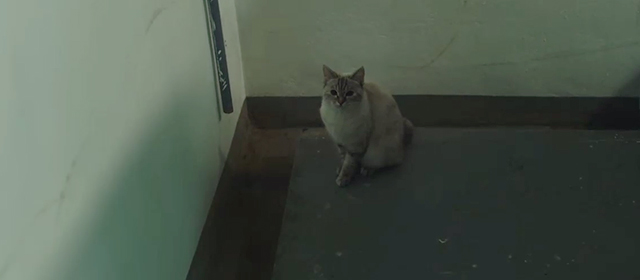 Burning - white shorthair tabby cat Boil in corner of parking garage