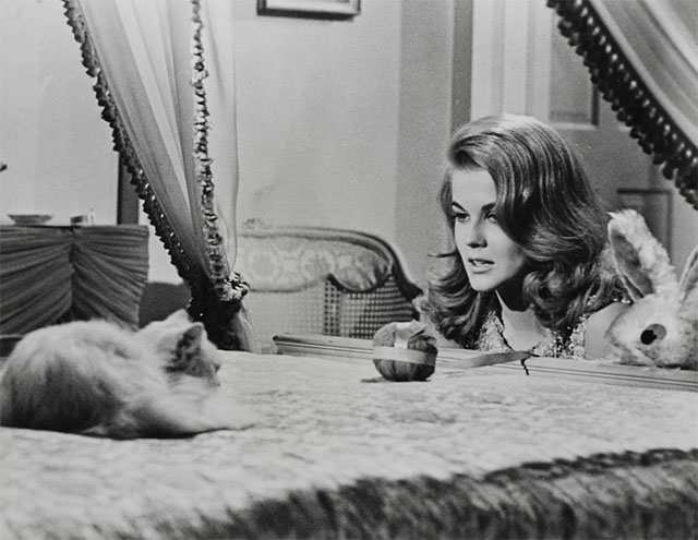 Bus Riley's Back in Town - Laurel Ann-Margret looking over edge of bed at longhair white cat and ball of yarn