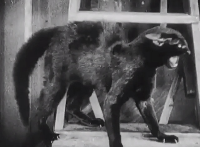 The Butcher Boy - black cat hissing with back arched