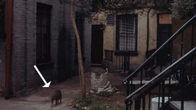 Bye Bye Braverman - tabby cat walking in front of apartment building
