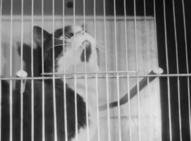 Cage Bird Exhibition - tuxedo cat inside cage