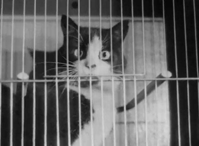 Cage Bird Exhibition - tuxedo cat inside cage