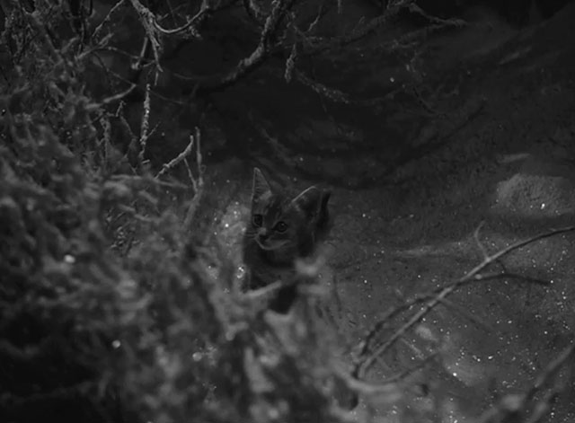 Caged - tiny tabby kitten Fluff in snowy bushes