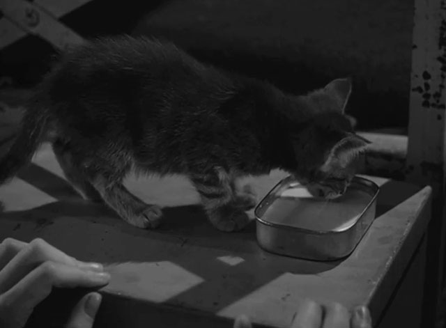 Caged - tiny tabby kitten Fluff drinking milk from tin