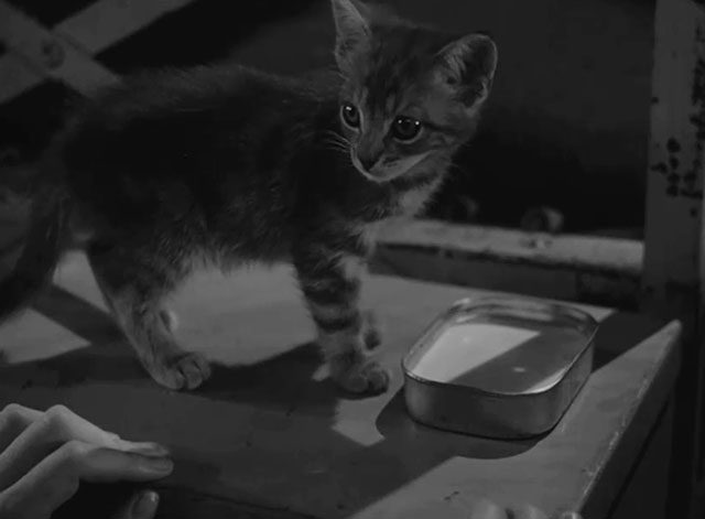 Caged - tiny tabby kitten Fluff drinking milk from tin