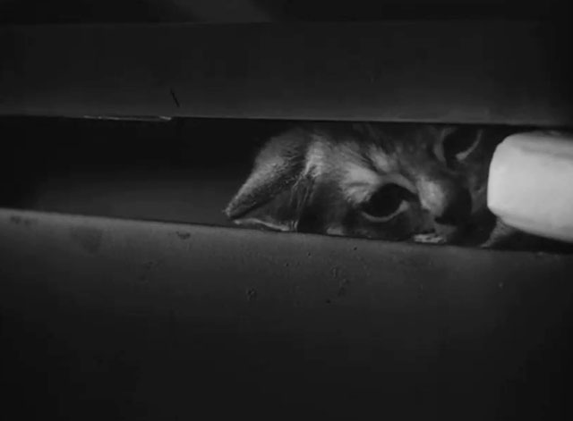 Caged - tiny tabby kitten Fluff peeking out from foot locker