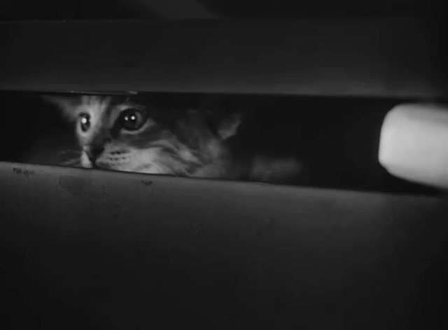 Caged - tiny tabby kitten Fluff peeking out from foot locker