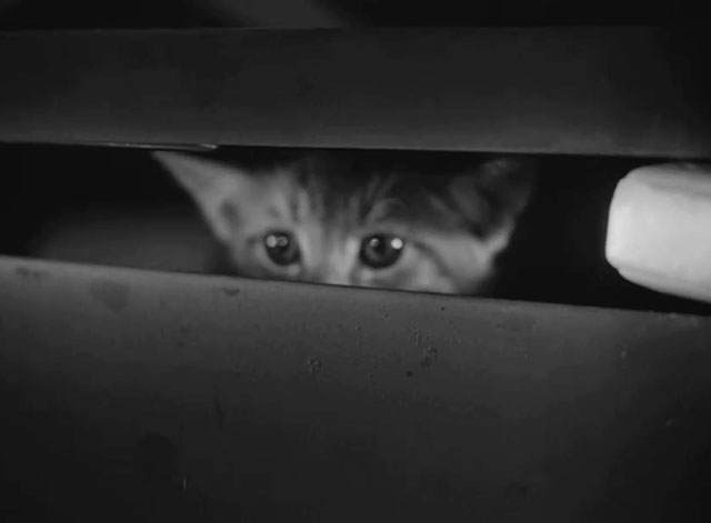 Caged - tiny tabby kitten Fluff peeking out from foot locker