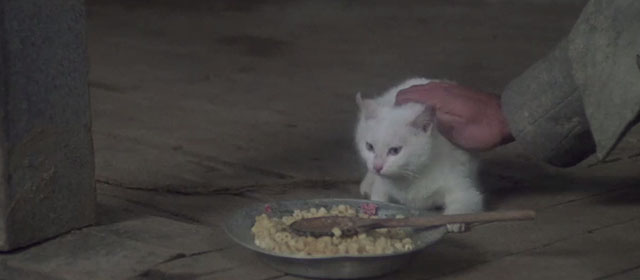 California - dirty white cat being grabbed by scruff near plate of food