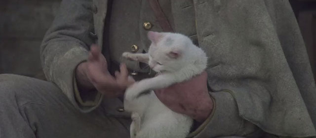 California - dirty white cat being picked up and petted
