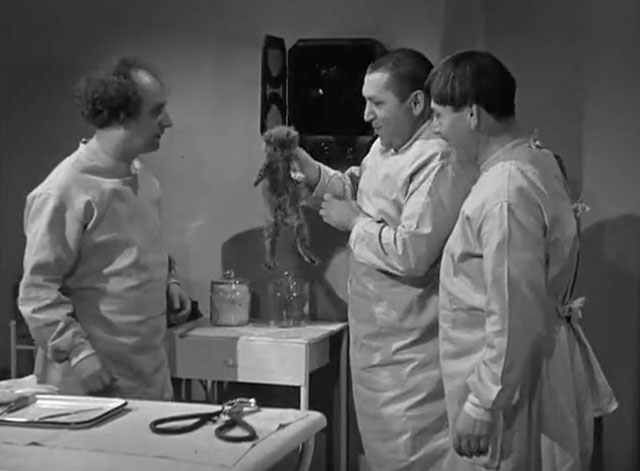 Calling All Curs - Curly Howard pulling gray kitten from wall speaker with Moe and Larry Fine