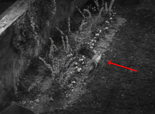 Call It a Day - long-haired cat Silky running through garden