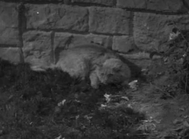 Call It a Day - long-haired cat Silky crouching in garden