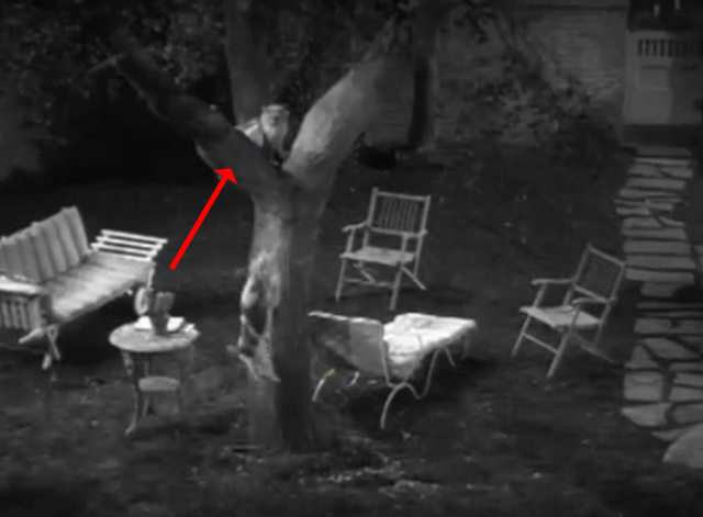 Call It a Day - long-haired cat Silky chased up a tree by dog