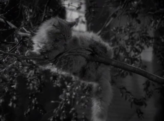 Call It a Day - long-haired cat Silky in a tree