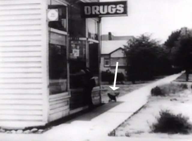 The Cameraman - black cat runs around corner of drugstore as Buster Keaton runs inside