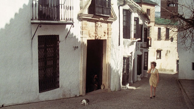 A Candle for the Devil - Una vela para el diablo - Verónica Esperanza Roy walking on street with gray and white tabby cat preening