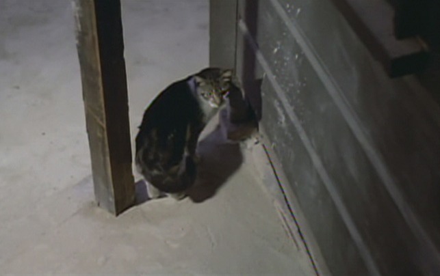 The Candy Snatchers - cat