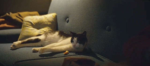 Can You Ever Forgive Me? - tuxedo cat Jersey Towne on couch with shrimp