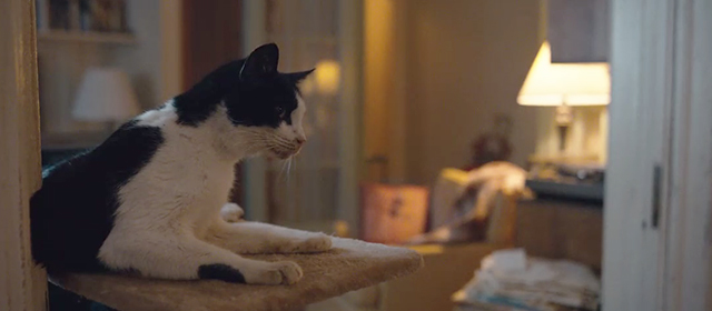 Movie Star Cat in “Can You Ever Forgive Me?”