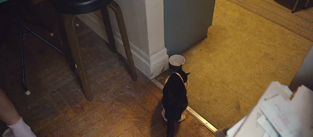 Can You Ever Forgive Me? - tuxedo cat Jersey Towne eating from bowl