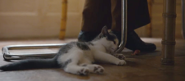 Can You Ever Forgive Me? - tuxedo kitten playing beneath chair