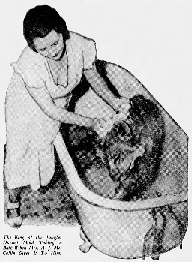 Can You Imagine? - newspaper photo of Mrs. A.J. McCollin bathing lion Teddy in bathtub