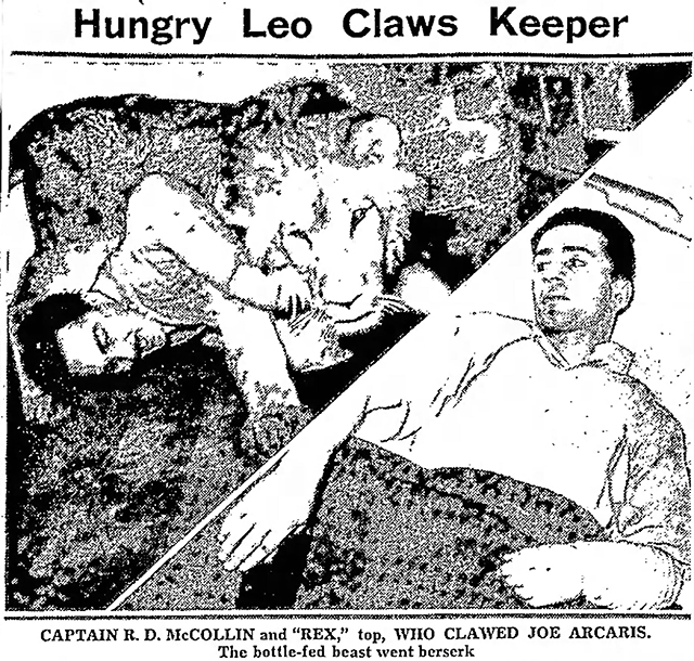 Can You Imagine? - newspaper photo of trainer Joe Arcaris after being attacked by lion Rex