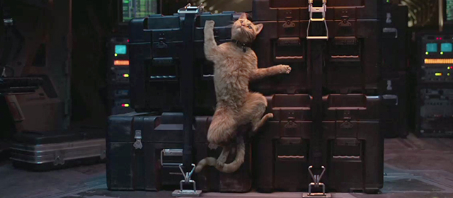 Captain Marvel - ginger tabby cat Flerken Goose pinned to crate by G Force
