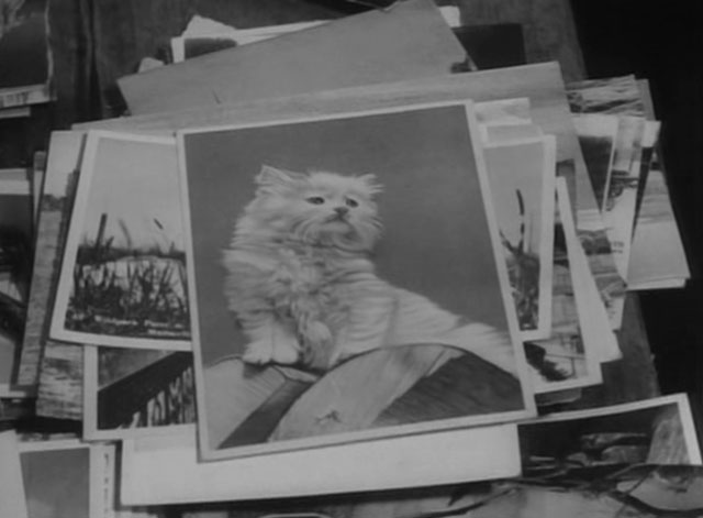 Les carabiniers - longhair white kitten on postcard