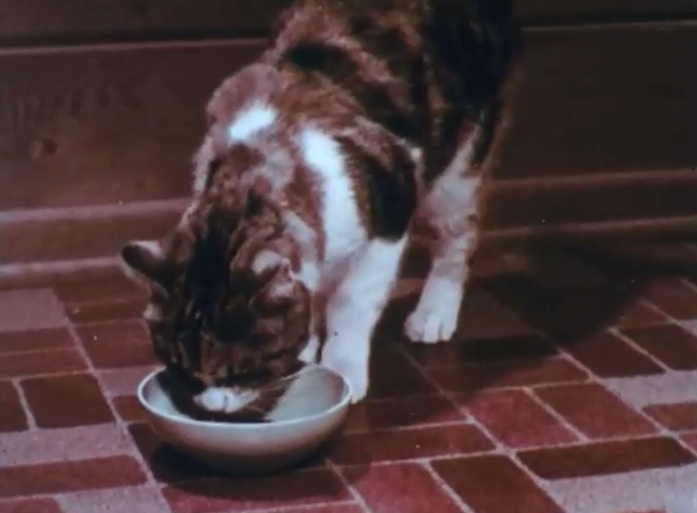 Care of Pets - calico cat eating from bowl
