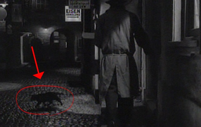 Carry on Spying - black cat crossing Vienna street