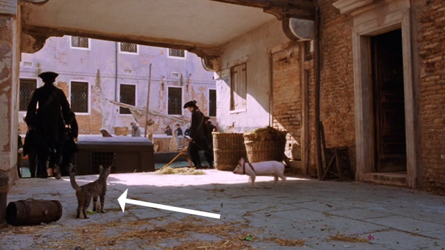 Casanova - tabby kitten still watching man being arrested