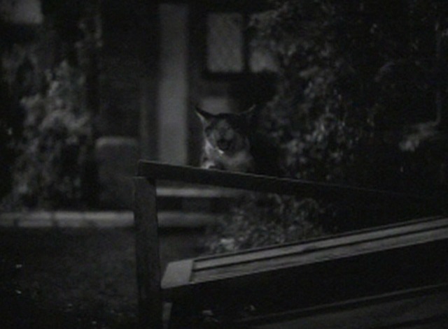 The Case of the Black Cat - Clinker cat yowling by glass window