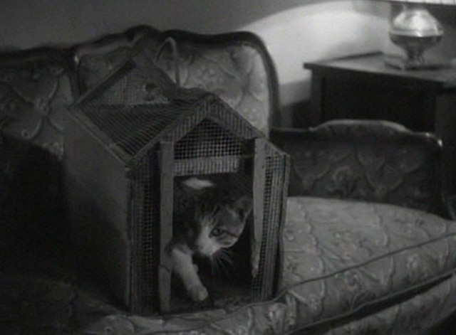 The Case of the Black Cat - Clinker cat in carrier