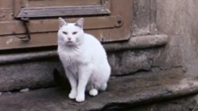 The Cassandra Cat - white cat Chicha in doorway