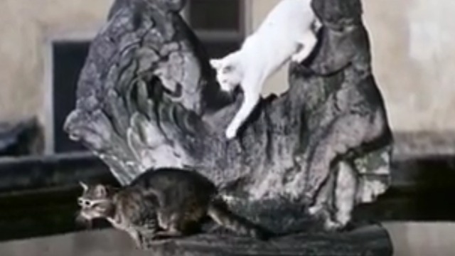 The Cassandra Cat - Mokol tabby cat and white cat Chicha on fountain