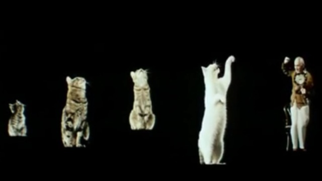 The Cassandra Cat - cats and small man in show