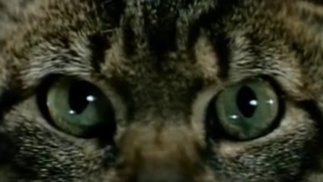 The Cassandra Cat - Mokol tabby cat eyes close up