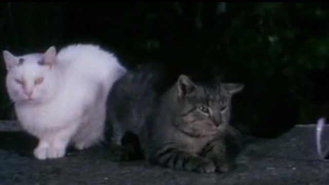The Cassandra Cat - Mokol tabby cat sitting with white cat Chicha