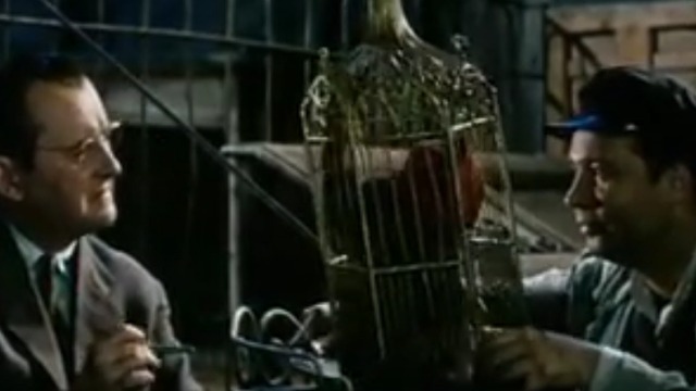 The Cassandra Cat - Mokol tabby cat in cage with bag over head